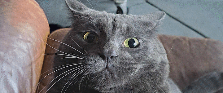 WebGIFCats WebGIFCats